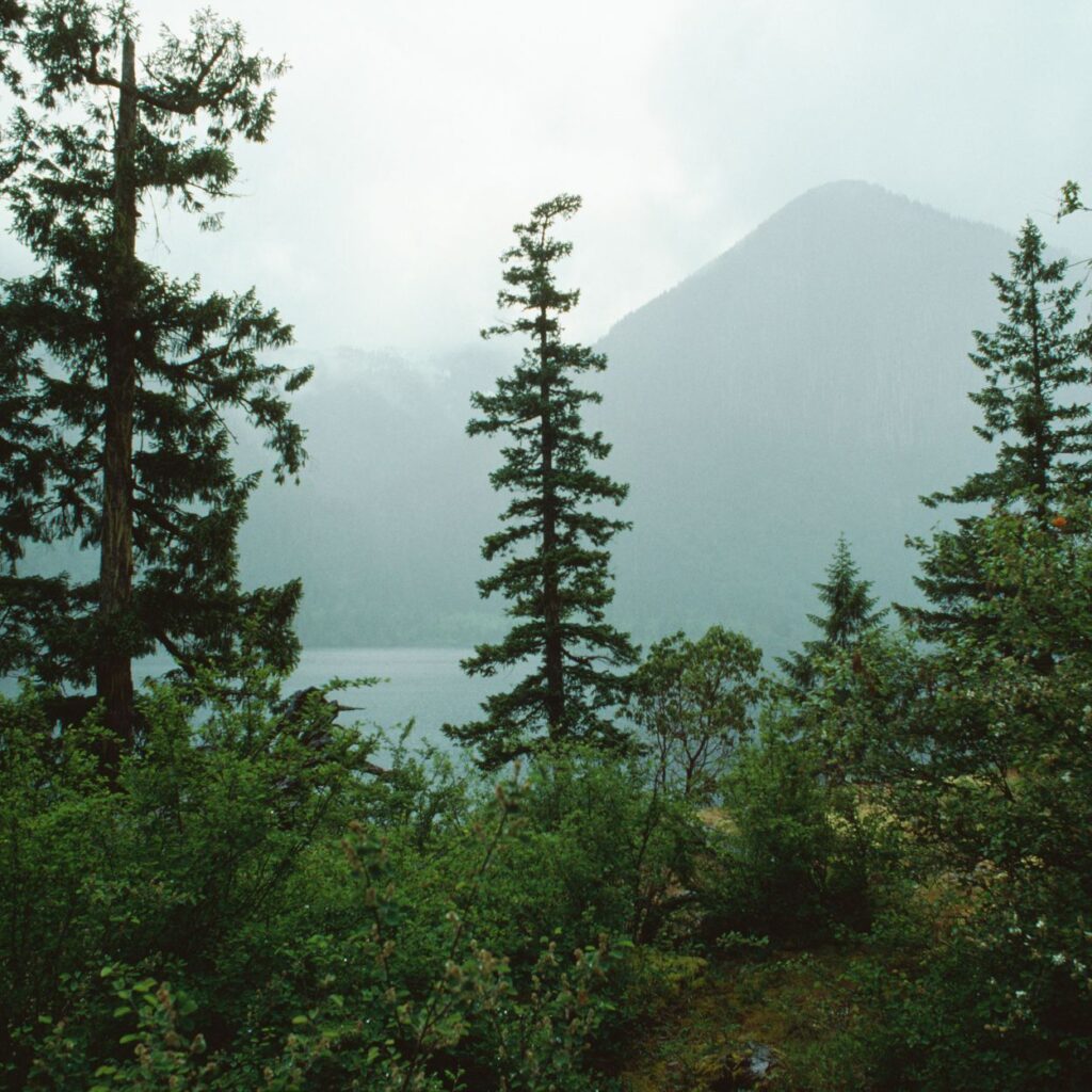 Canadian Forest