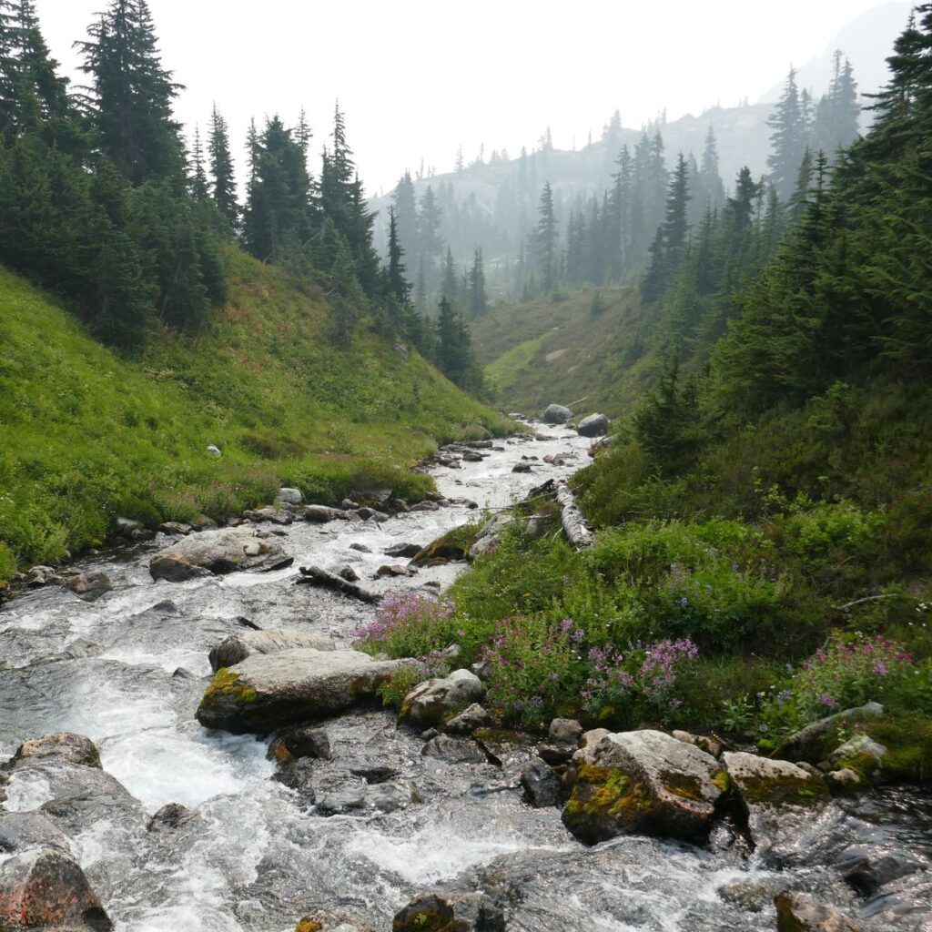 Trees and River Canada